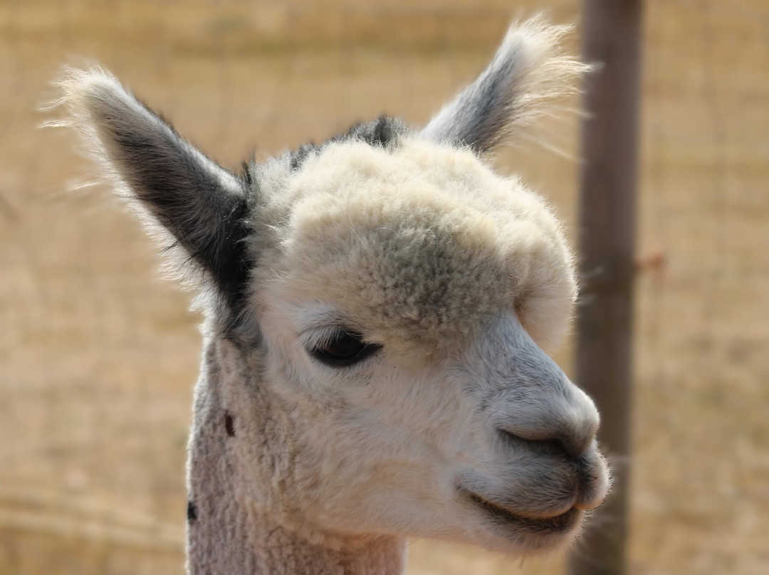 Tawnymeade Alpaca's-波士顿必去景点