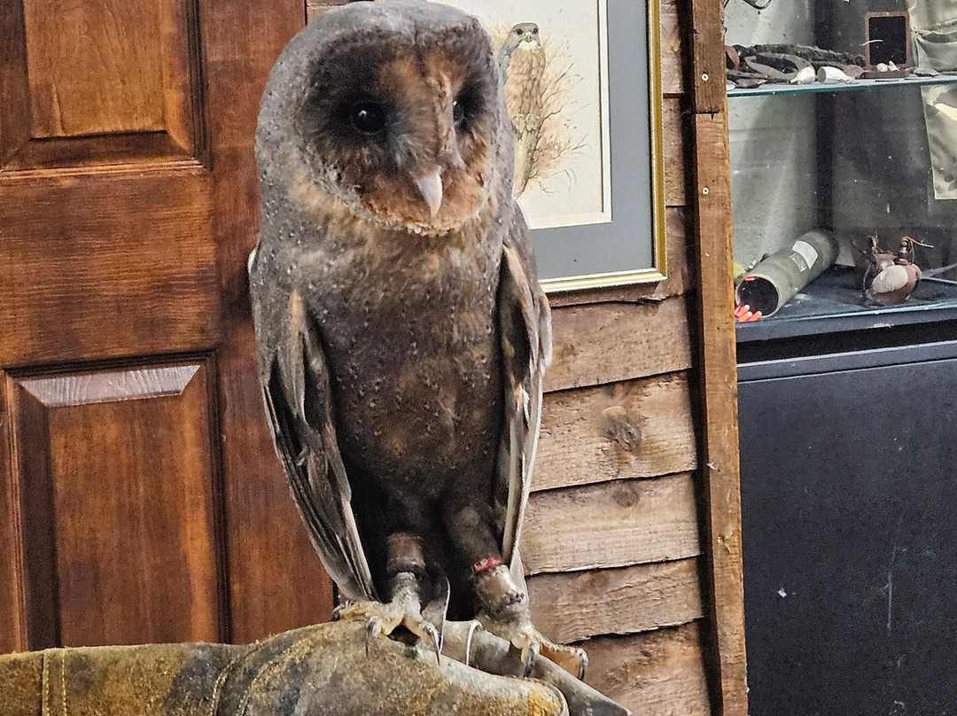 Riverside Falconry-纽卡斯尔必去景点