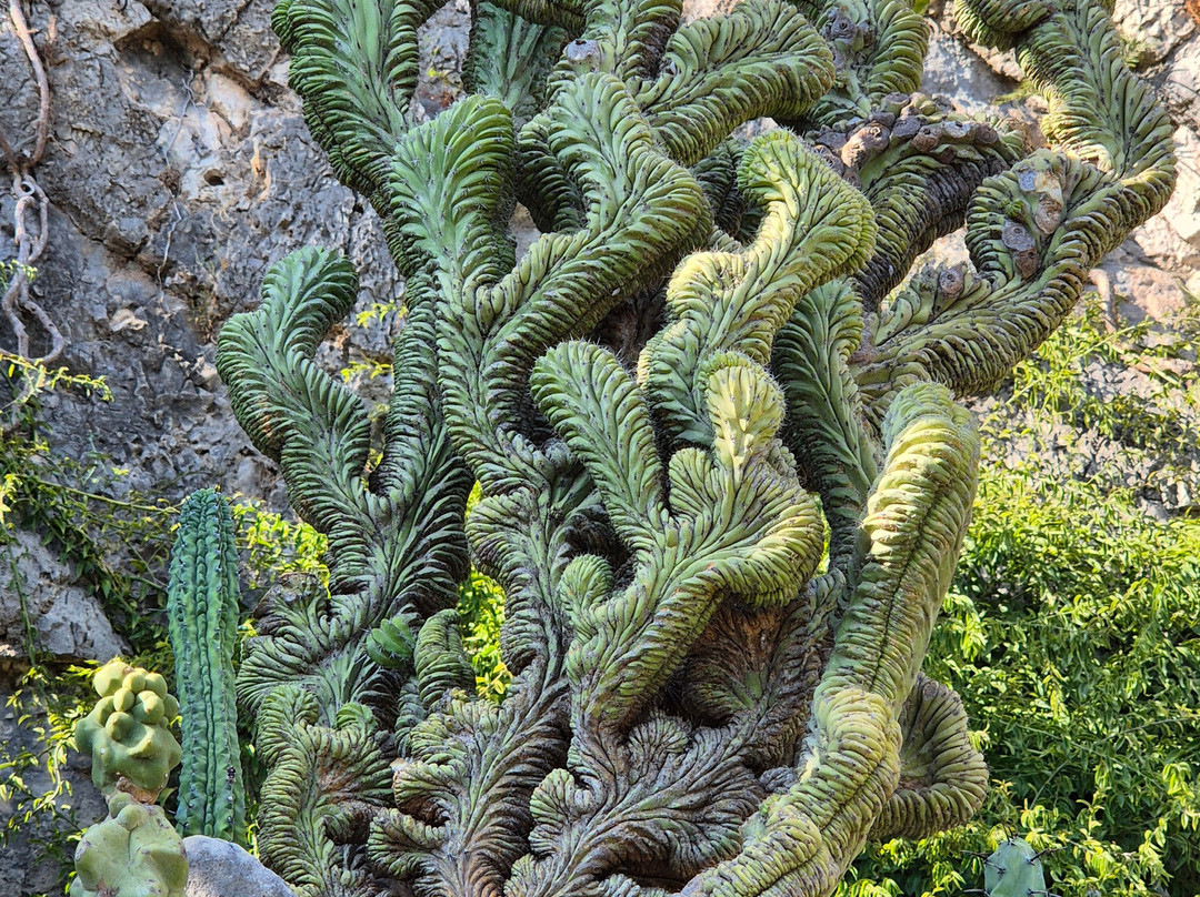 Jardin Exotique de Monaco-摩纳哥城必去景点