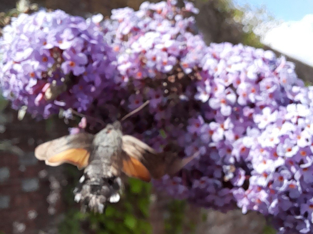 Knepp Rewilded Walled Garden-West Grinstead必去景点