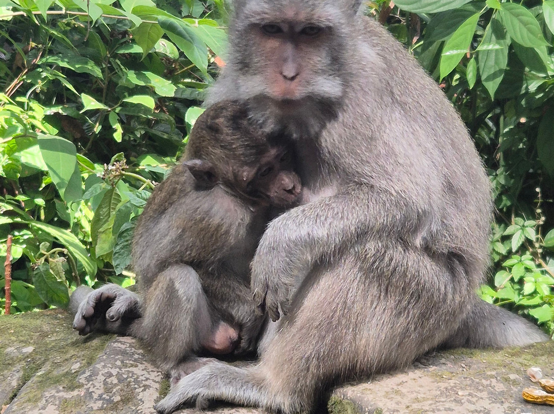 Sangeh Monkey Forest-Sangeh必去景点