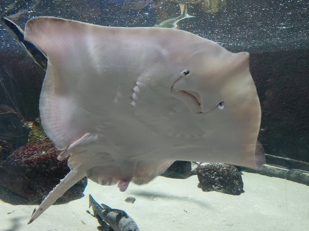 Aquarium GEOMAR-基尔必去景点