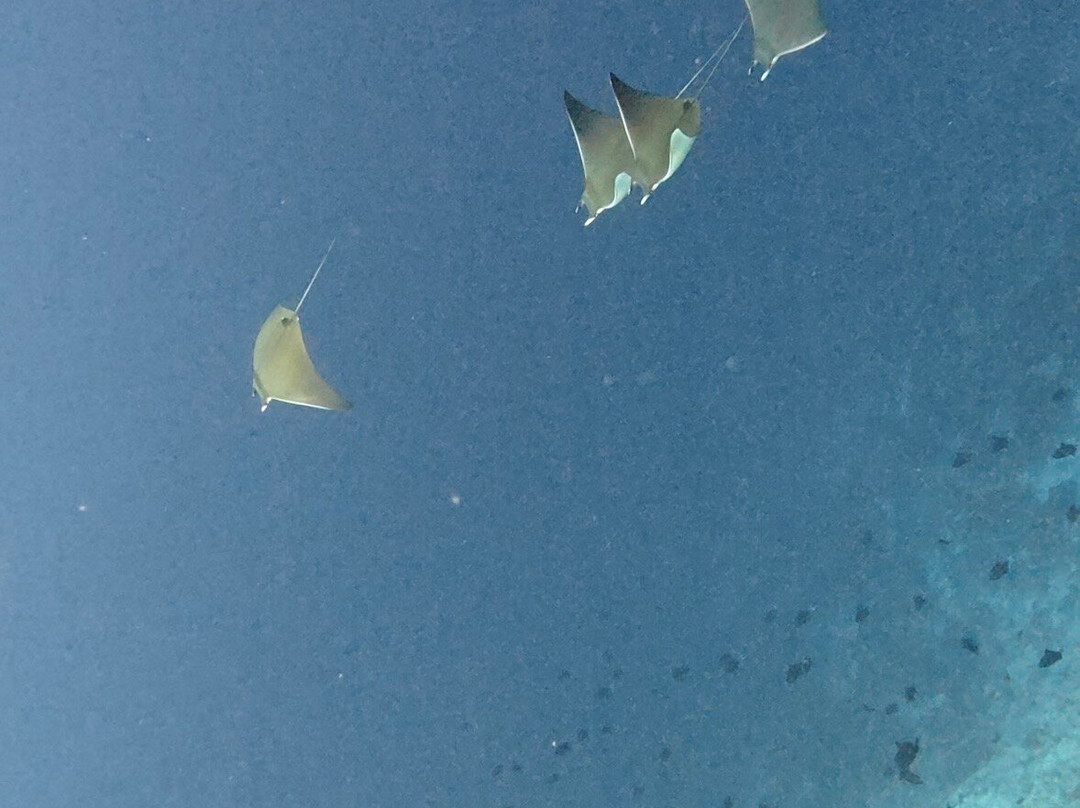 Blue Wave Ifuru By Dive Butler At Ifuru Island Maldives-Ifuru必去景点