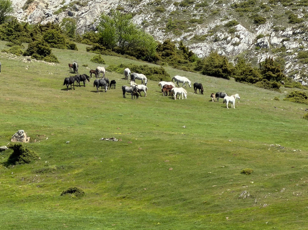 Deer Park Of Agios Panteleimon Agios Dimitrios Kozani-圣迪米特里奥斯必去景点