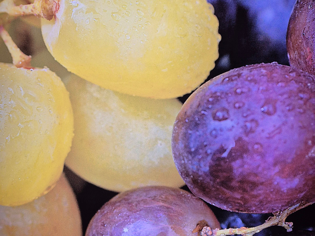 WiMu - Museo del Vino a Barolo-巴罗洛必去景点
