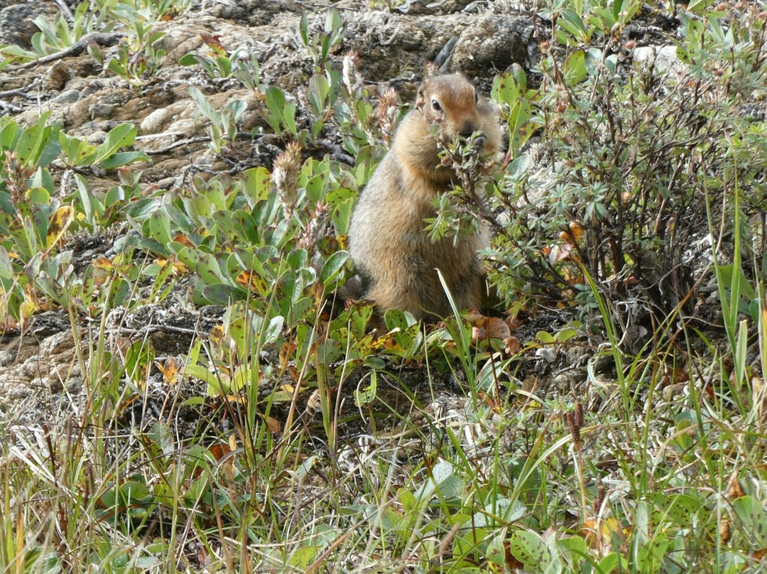 Denali National Park-阿拉斯加必去景点