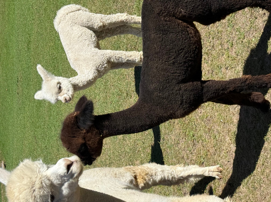 Crystal Lake Alpaca Farm & Boutique-Frankfort必去景点