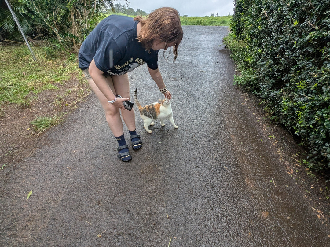 Surf Cat Ranch - Maui Cat Sanctuary-海库必去景点