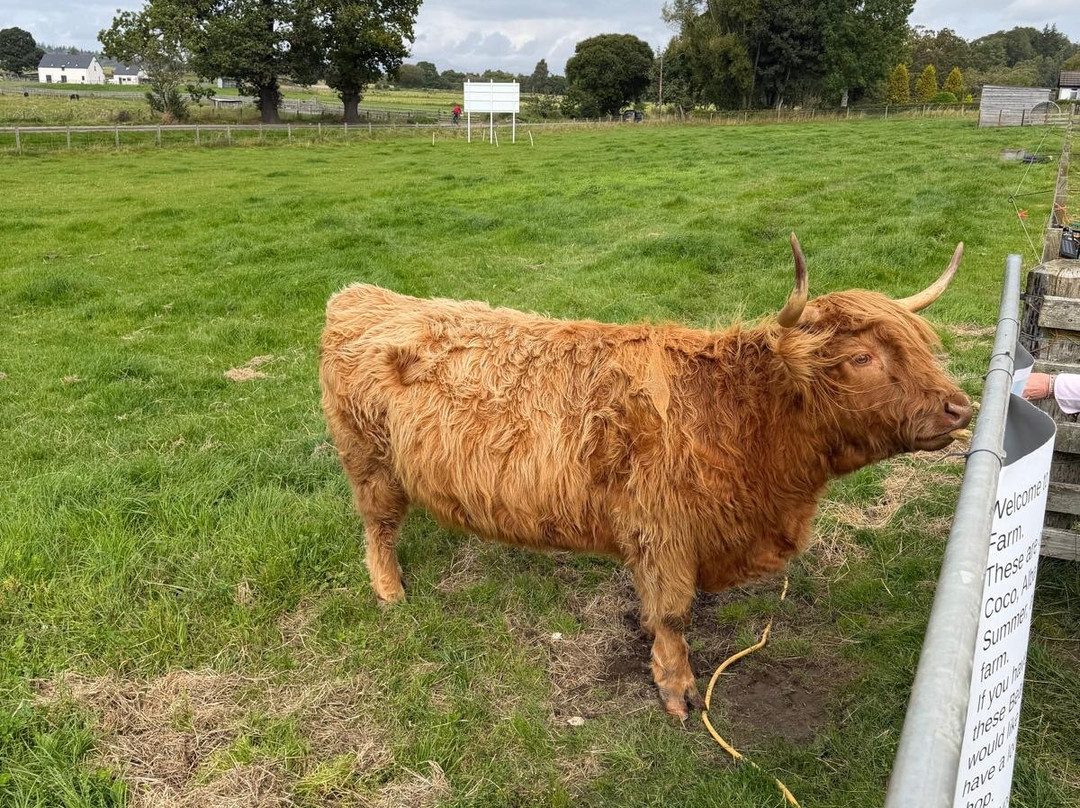 Robertson's - The Larder & Highland Cows - Beauly-Beauly必去景点