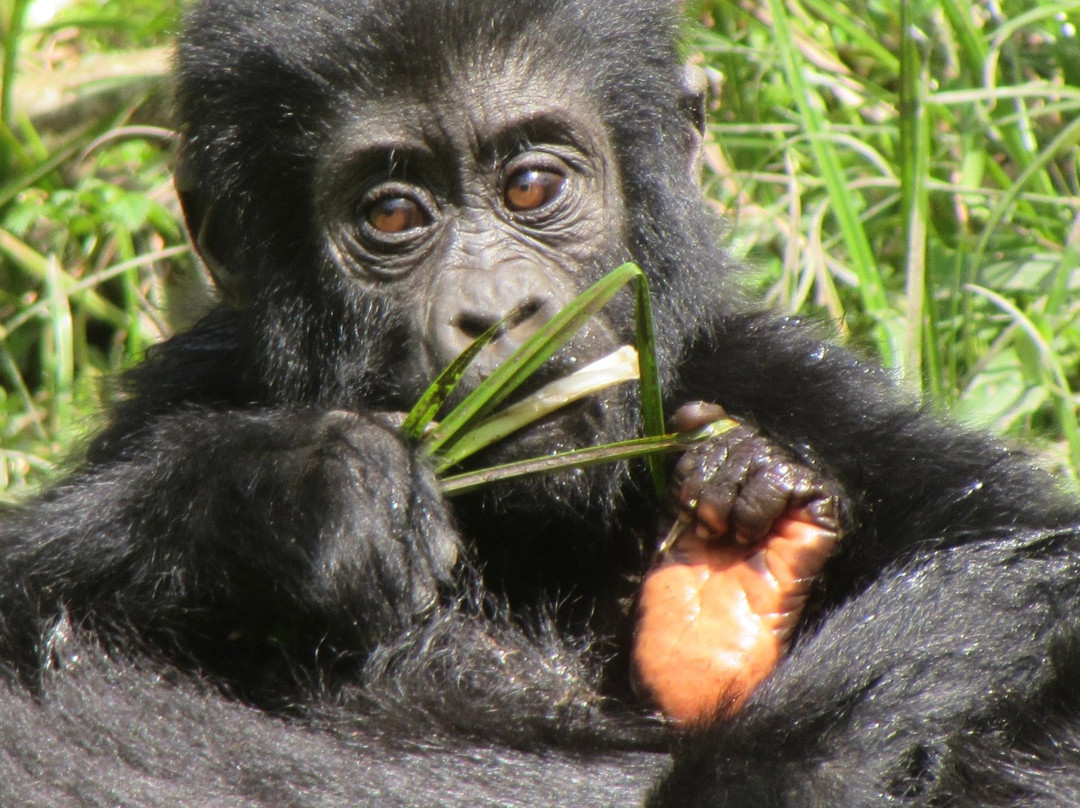 Grassrootz Adventures Uganda-坎帕拉必去景点