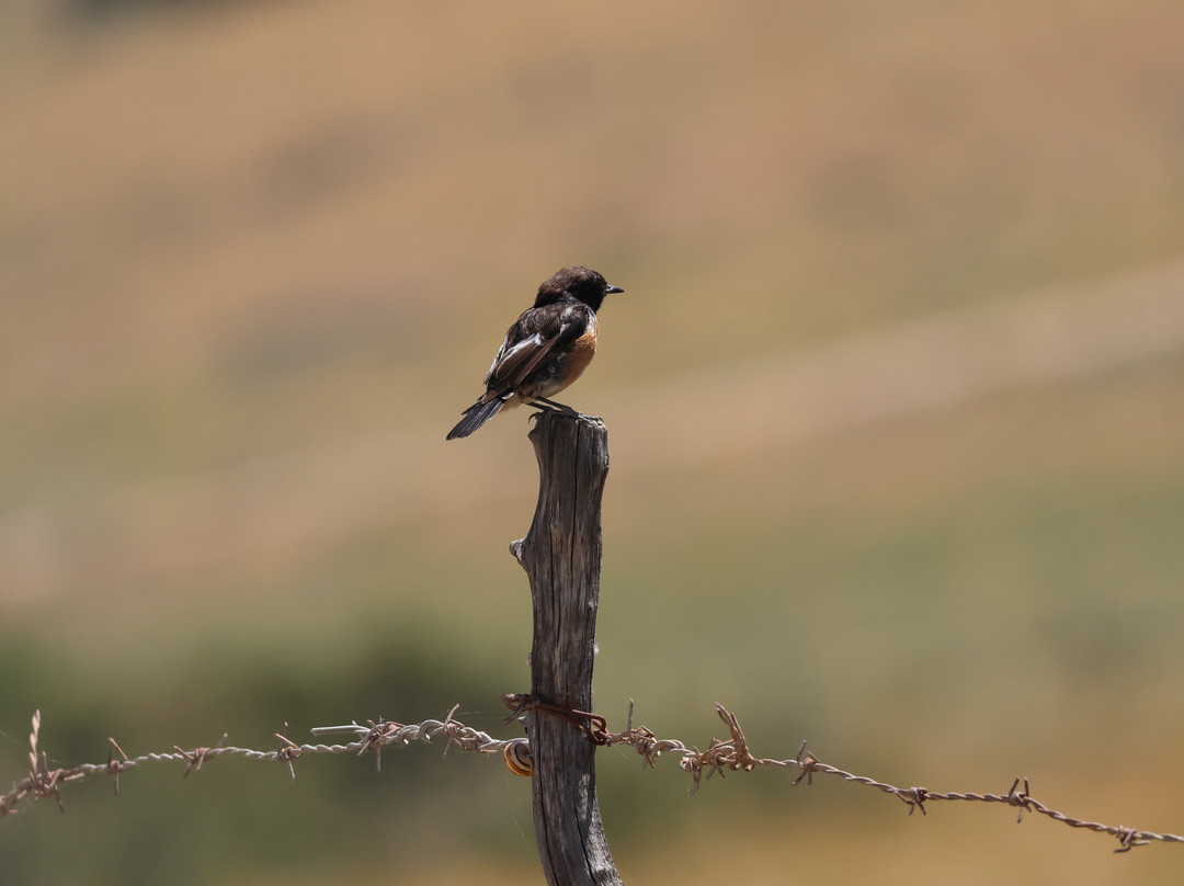 Birding The Strait-塔里法必去景点
