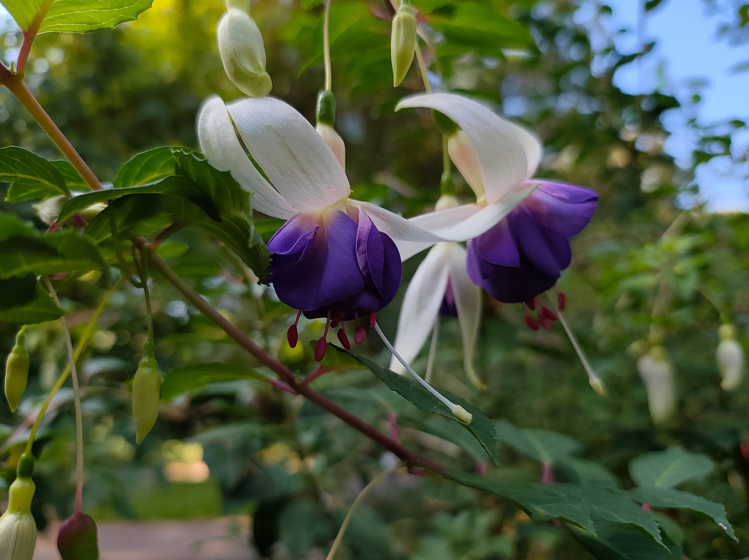 Plantentuin Meise-Meise必去景点