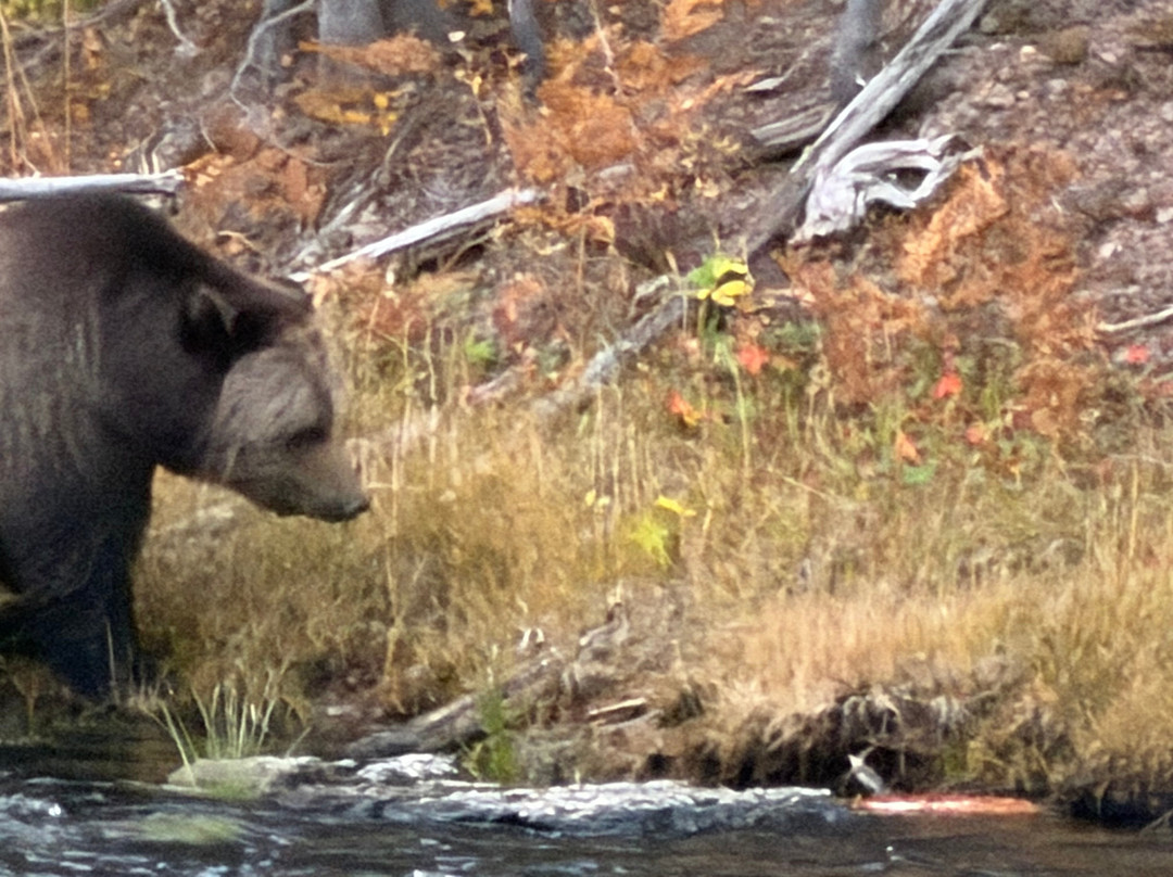 Yellowstone National Park-黄石国家公园必去景点
