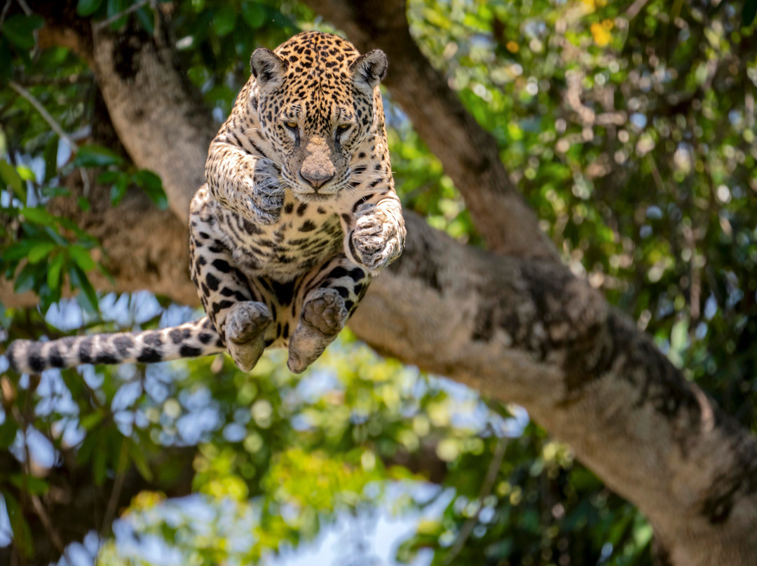 Wild Jaguar Safaris-波科内必去景点