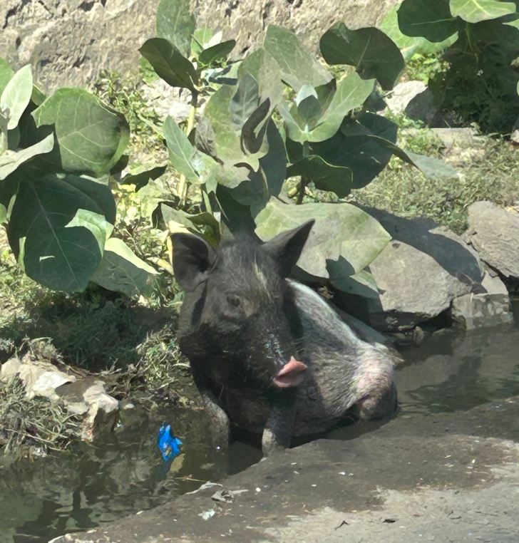 萨尔达尔加传统酒店-旅行者
