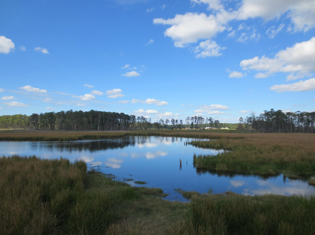 Blackwater National Wildlife Refuge景点图片