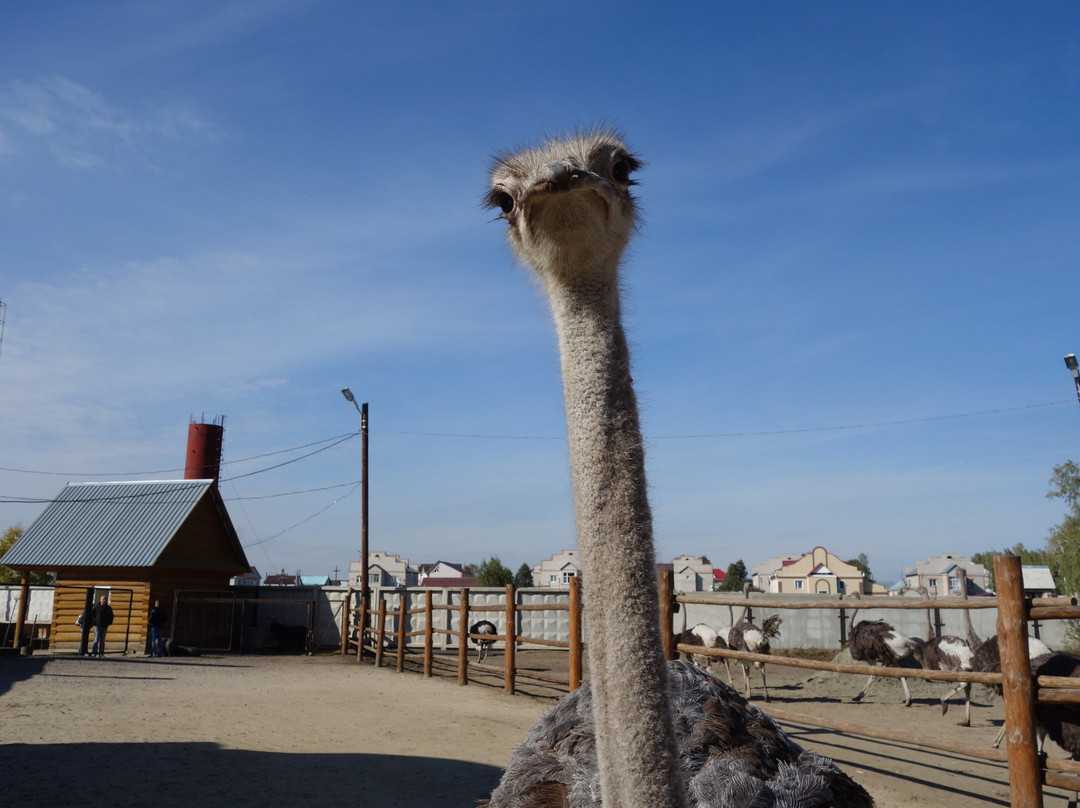 Ostrich Ranch景点图片