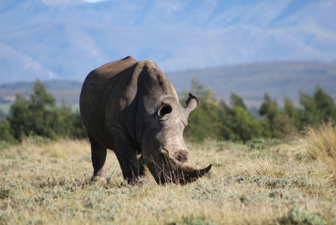 Nkonzo Wildlife Research-Hartenbos必去景点