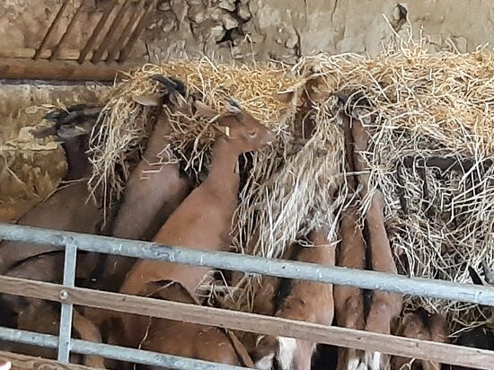 Ferme du Cabri au Lait-Sepmes必去景点