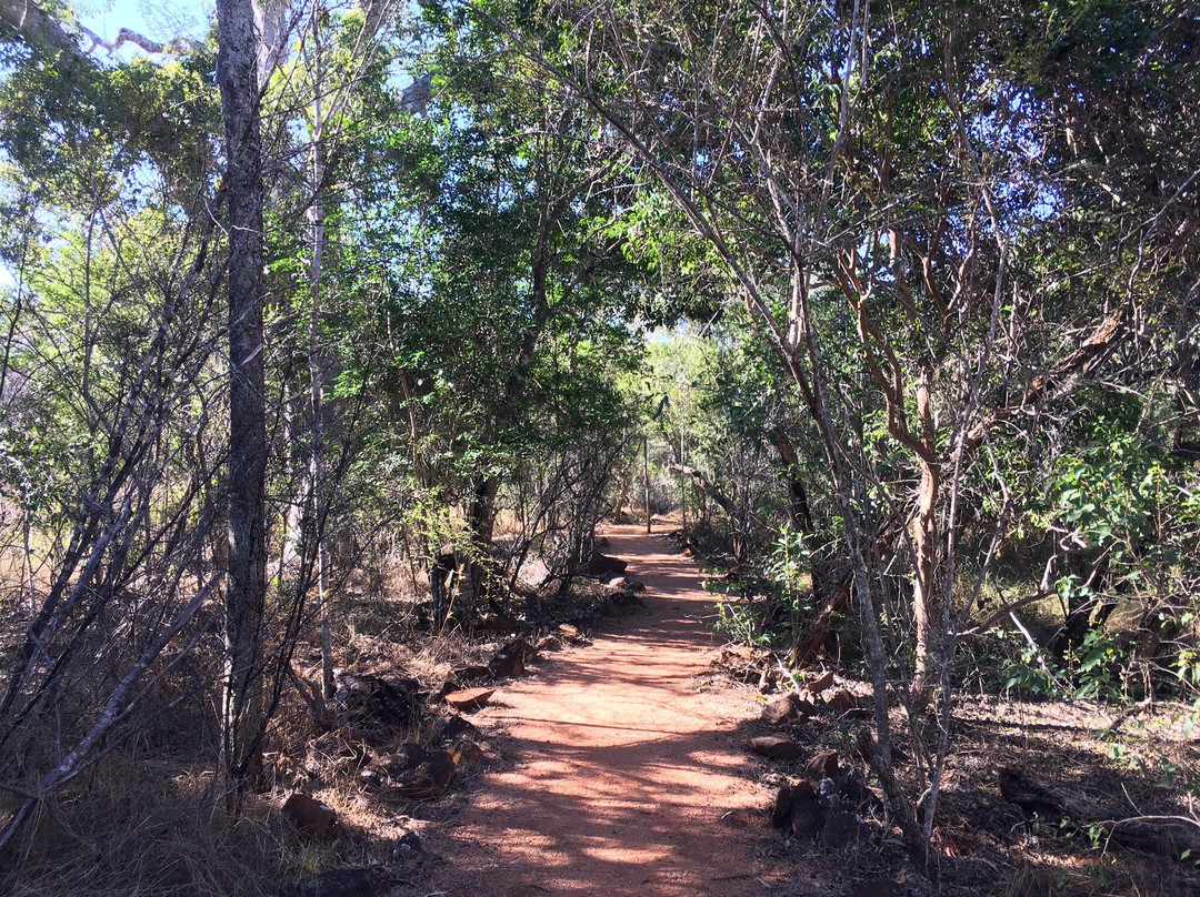 Forty Mile Scrub National Park