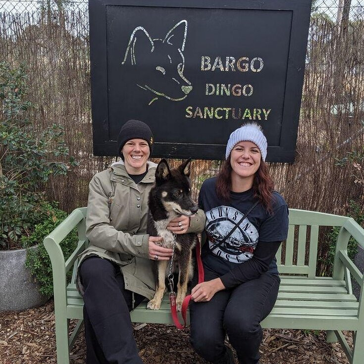 Dingo Sanctuary-Bargo必去景点