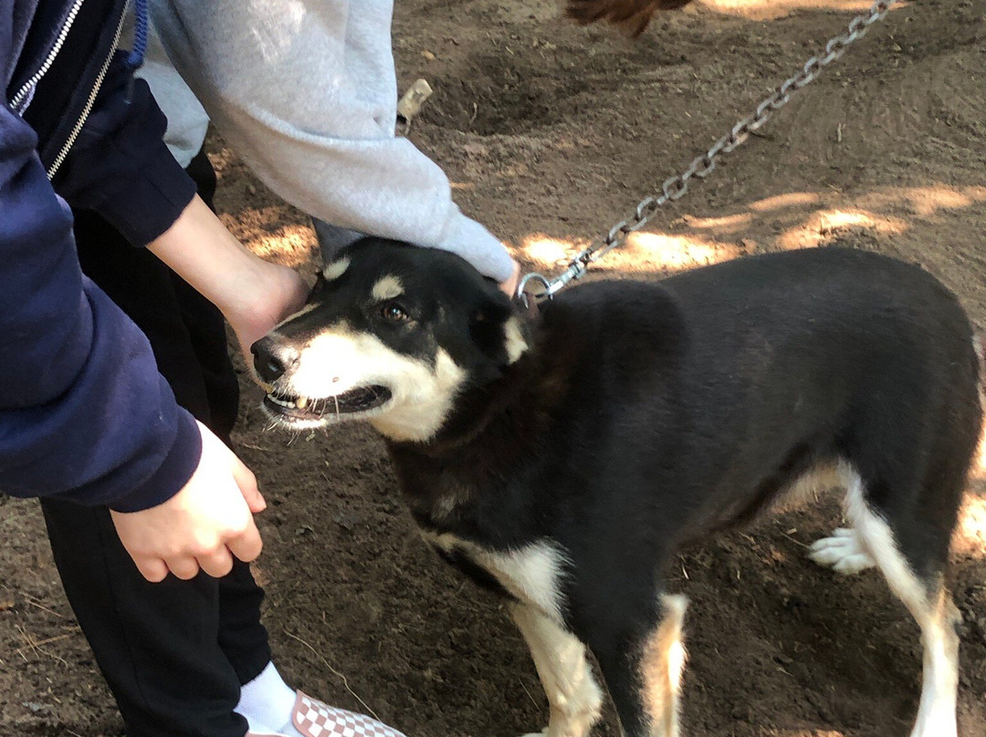 Husky Haven Kennels-Shingleton必去景点