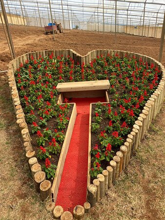 Park Vitrine Das Flores-塞拉内格拉必去景点