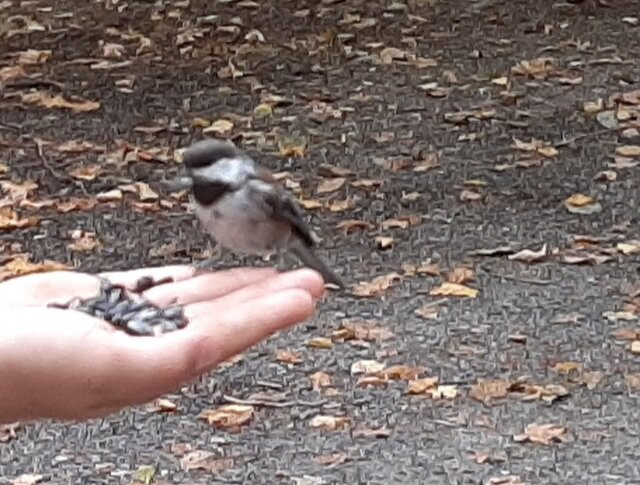 Campbell Valley Regional Park-兰里市必去景点