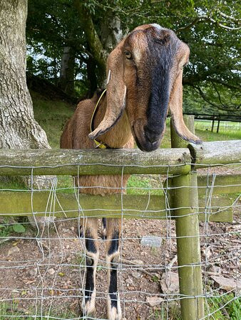 Tamar Valley Donkey Park-Gunnislake必去景点