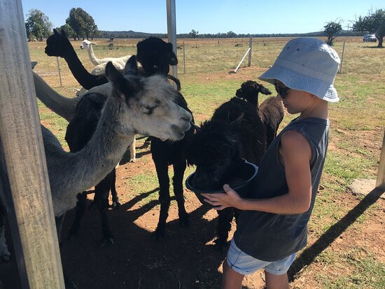 Quentin Park Alpacas & Studio Gallery-Tomingley必去景点
