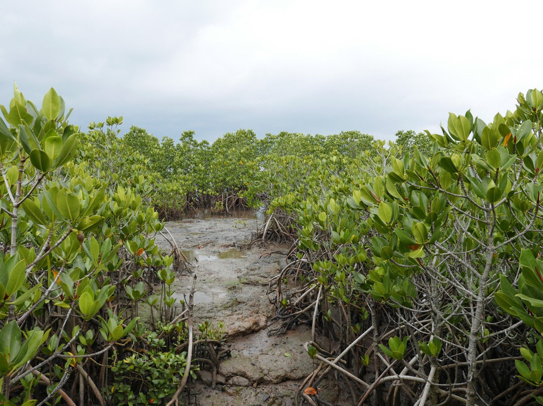 Mangrove at Ishinagata Beach景点图片