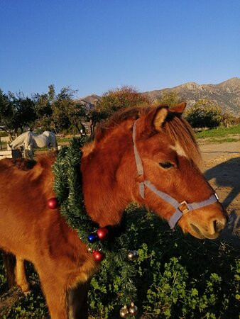 Kardamena Horse Riding Center-卡达米那必去景点