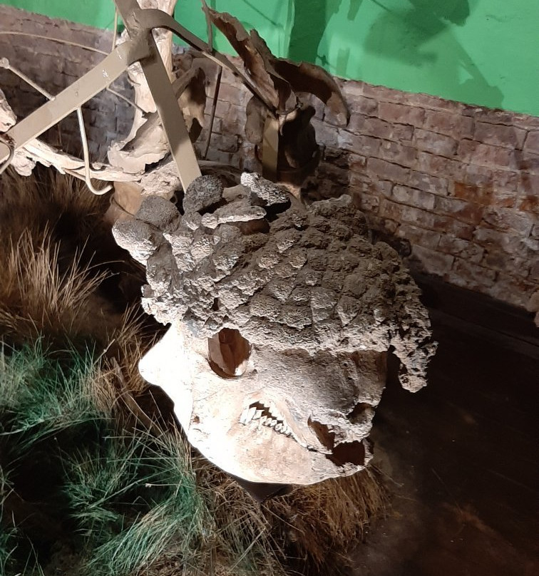 Museo Paleontologico景点图片
