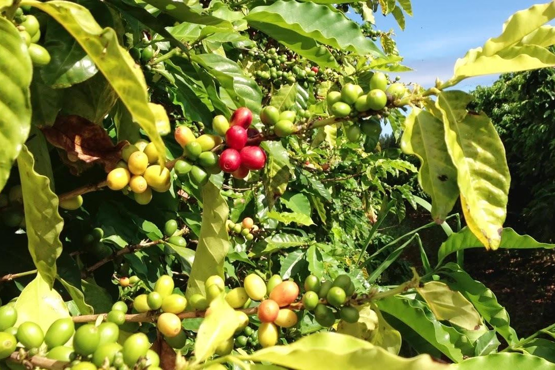 霍奥莱胡阿旅游景点-Coffees of Hawaii Plantation Store