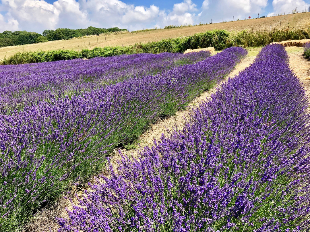 Lordington Lavender景点图片