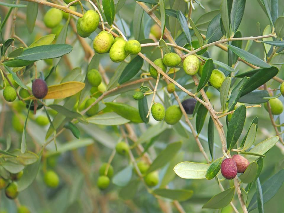 Amakusa Olive Garden Avilo-天草市必去景点