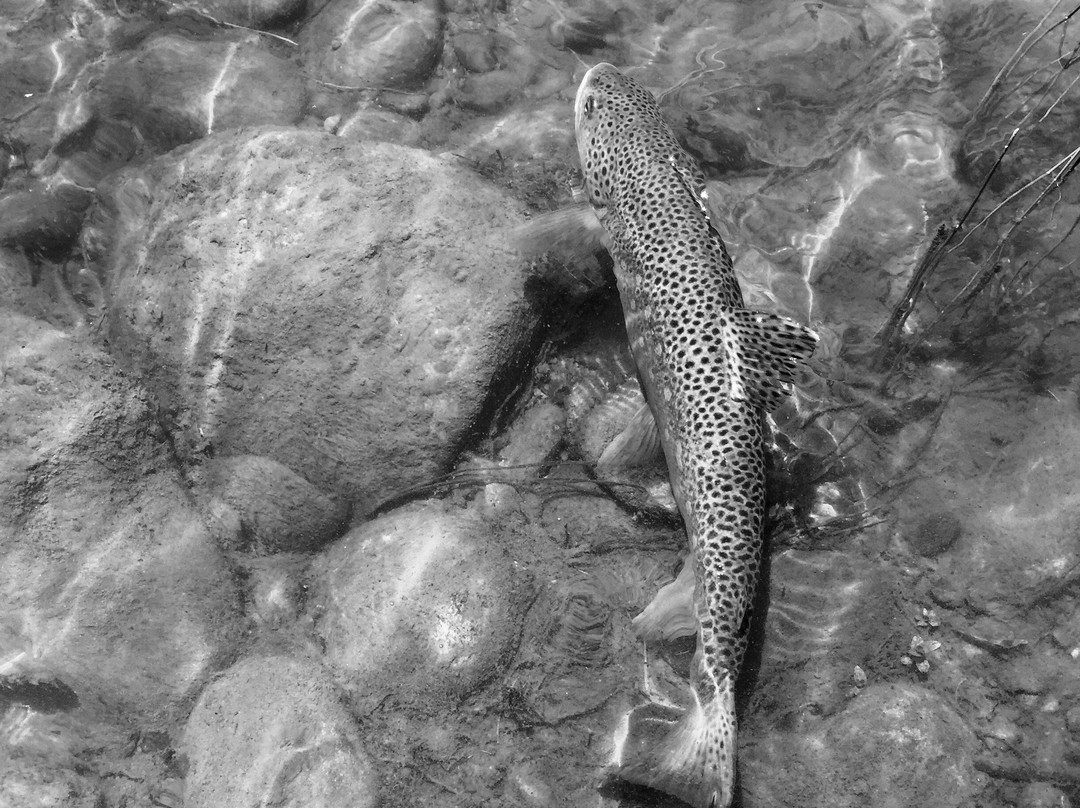 Lone Star Fly Fishing-奥荷卡林特必去景点