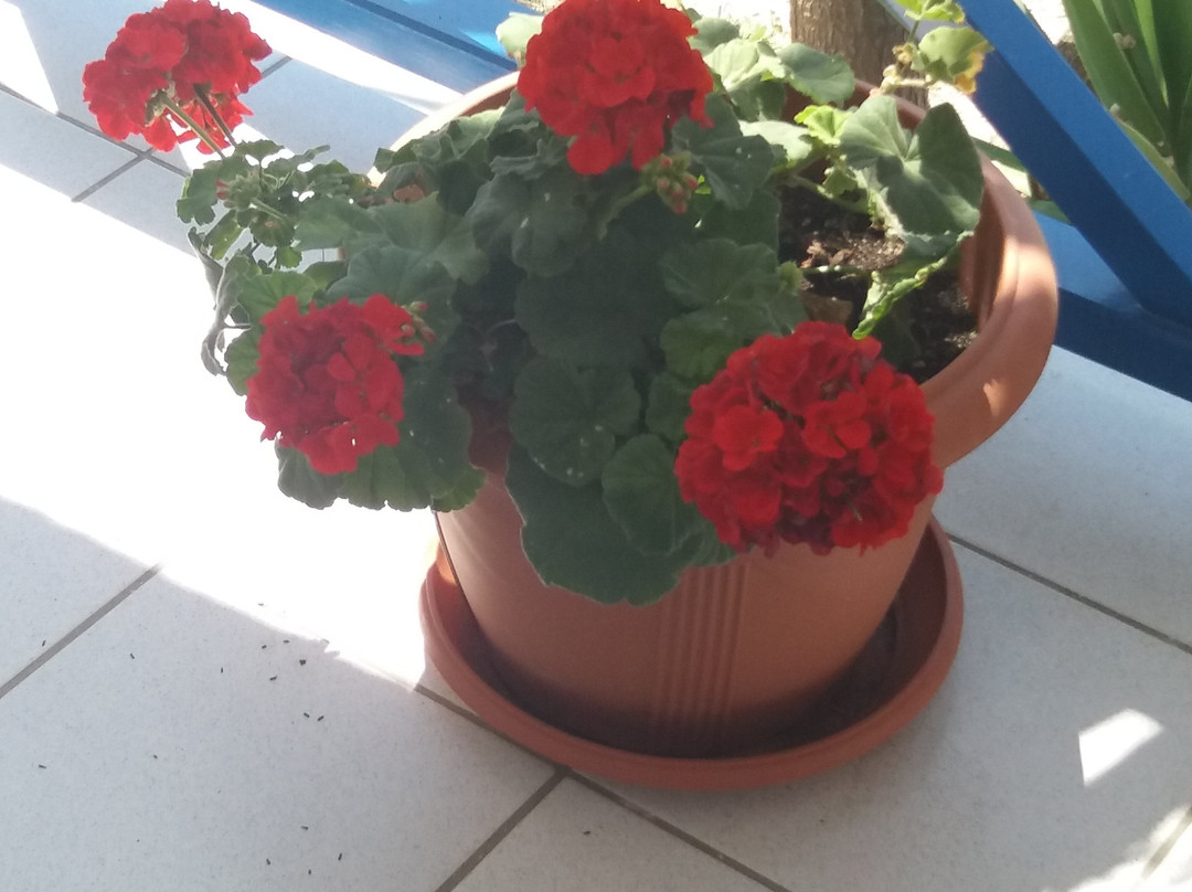 Aegialis Studios & Rooms主图