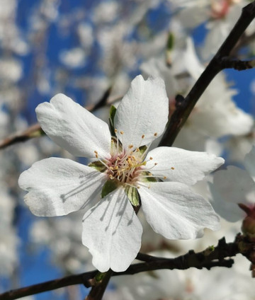 Ermita del Cerrillo-Galapagar必去景点