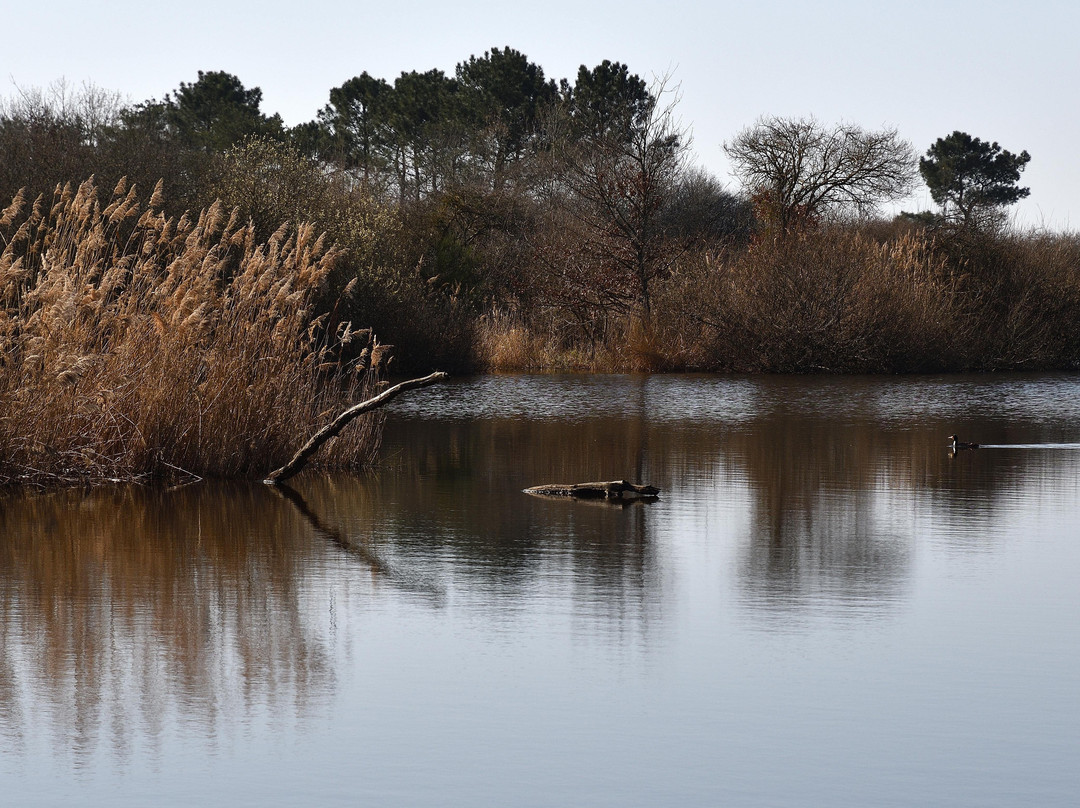 Etangs de la Brenne-Saint Michel en Brenne必去景点