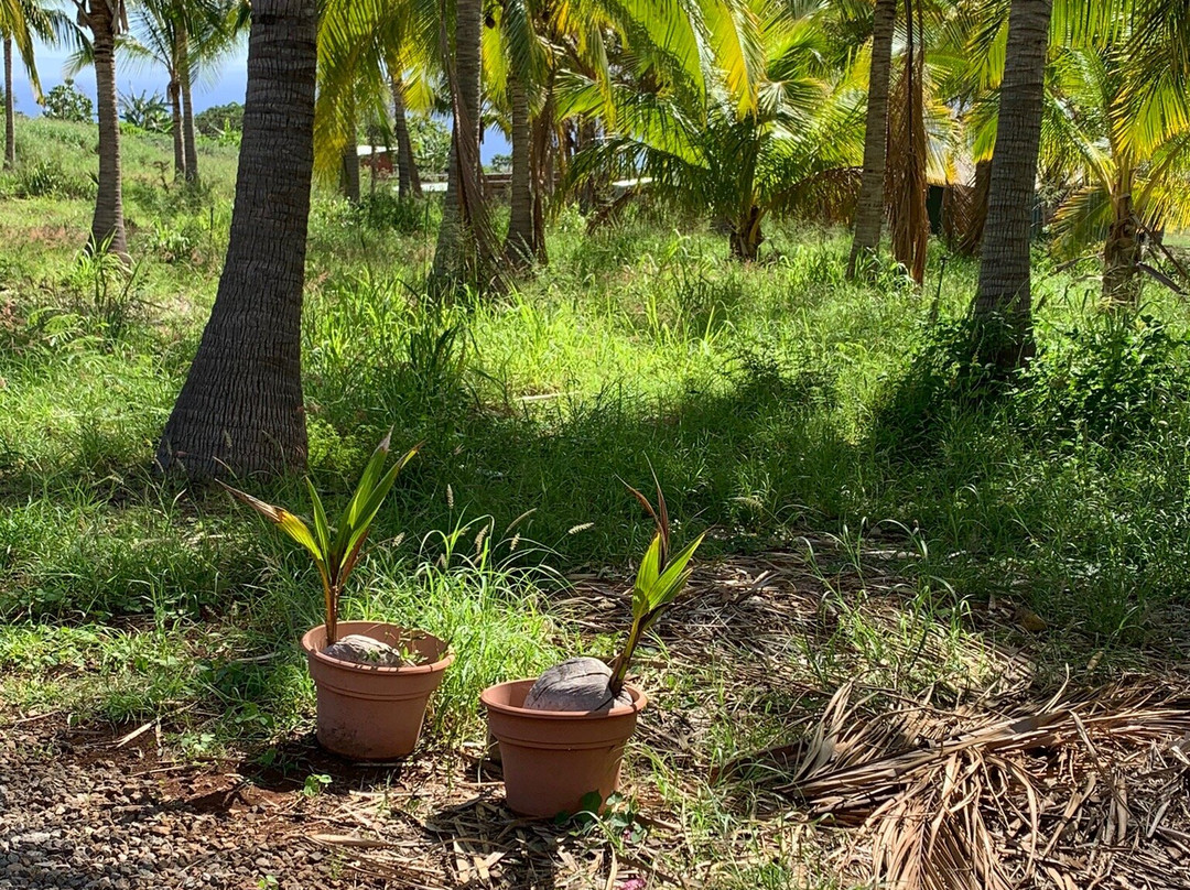 Maui Coconut Tour at Punakea Palms-拉海纳必去景点