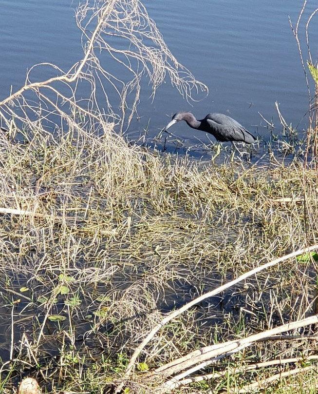 Ollie's Pond Park-夏洛特港必去景点