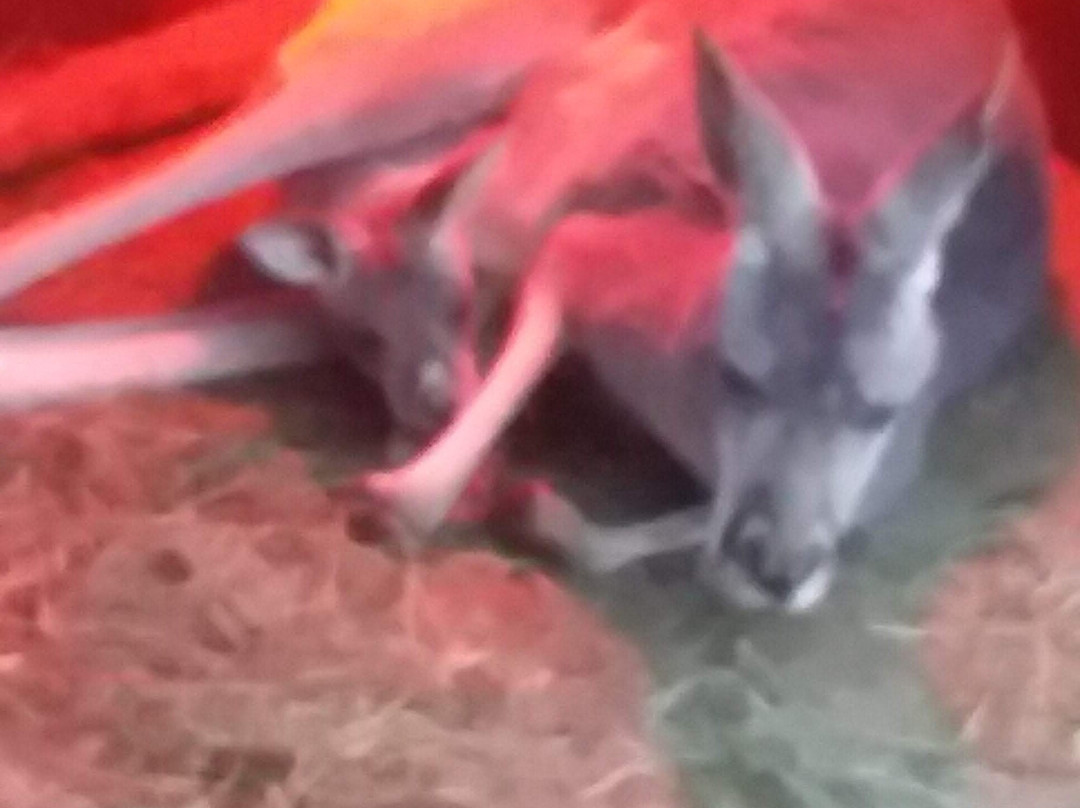 Outback Kangaroo Farm景点图片