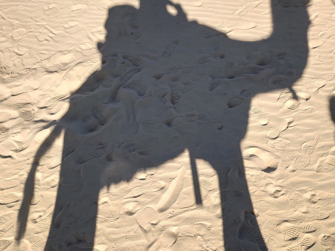 Sandman Camels景点图片