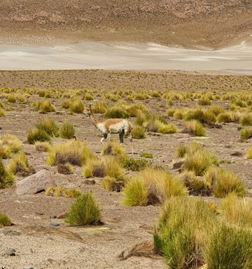 Latchir Expediciones-圣佩德罗-德阿塔卡马必去景点