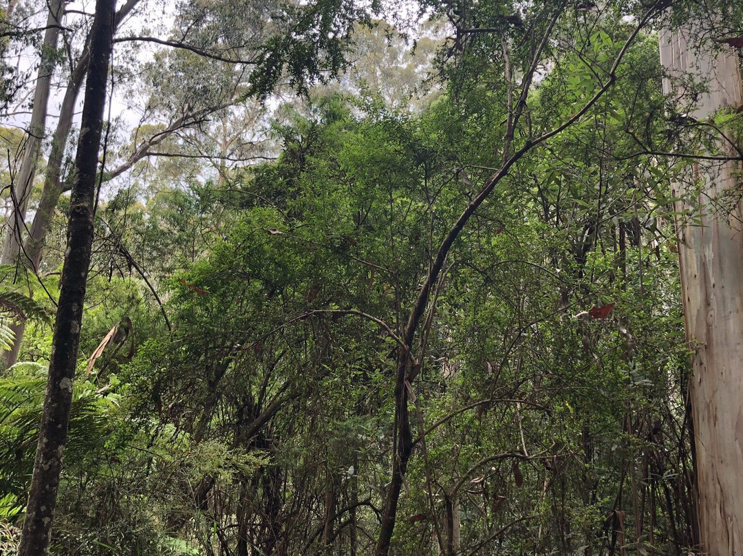 La La Falls-华伯登必去景点