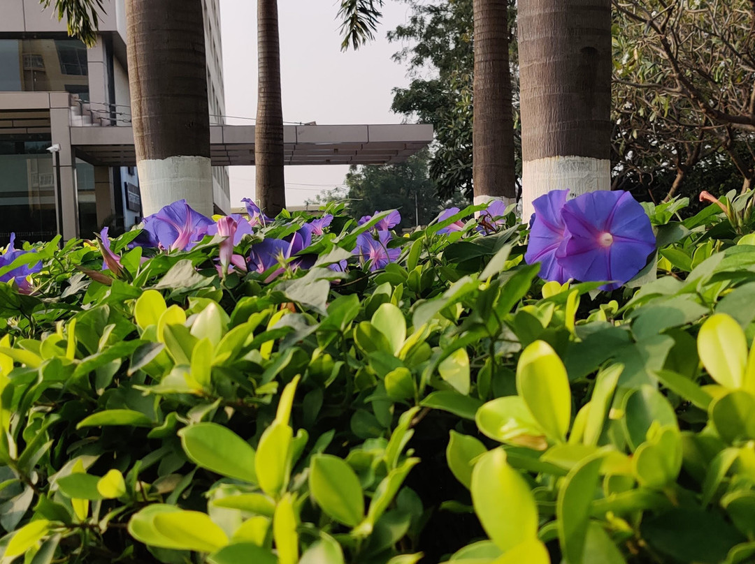 Temple Tree Hotel Shirdi主图