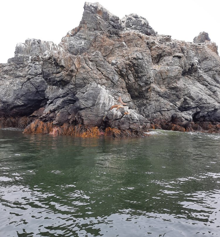 Reserva Nacional Pinguino de Humboldt景点图片