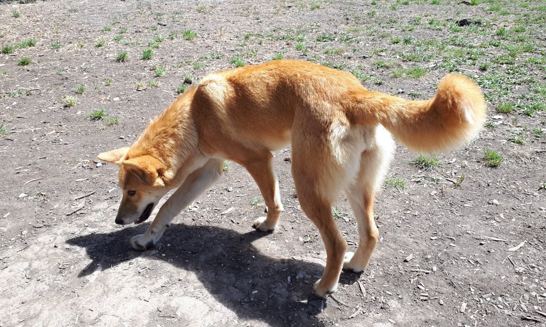 Dingo Discovery Sanctuary and Research Centre-Toolern Vale必去景点