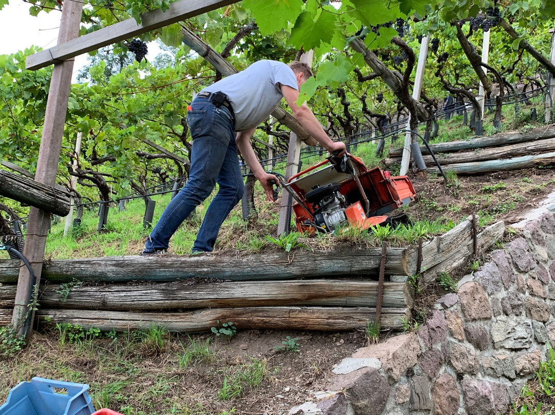 Kellerei Cantina Heiner.-博尔扎诺必去景点